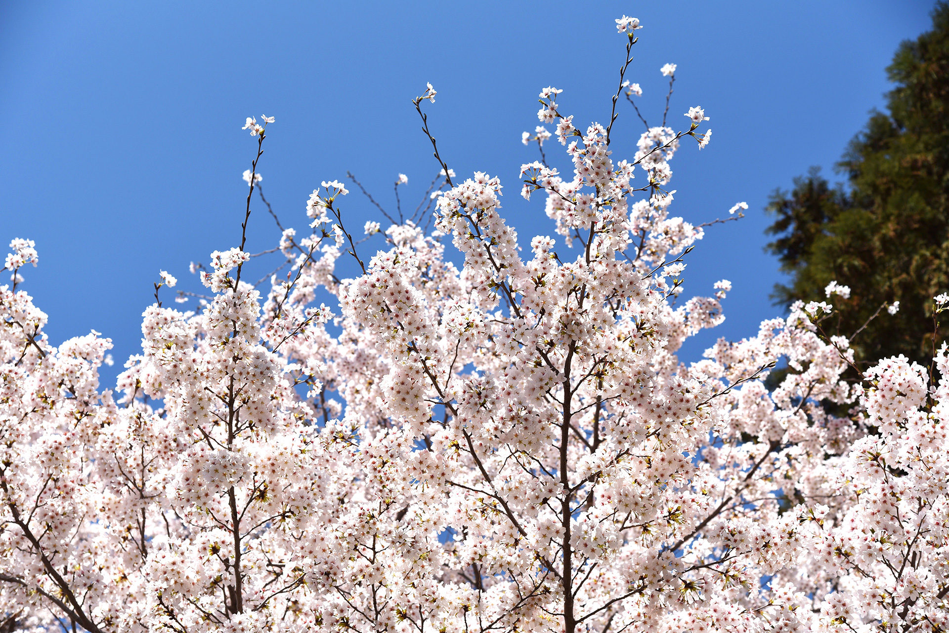 桜、満開です | 間々田八幡宮